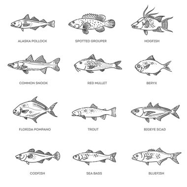 Vector illustration of different types of fish. Illustration of lots of ocean fish clipart