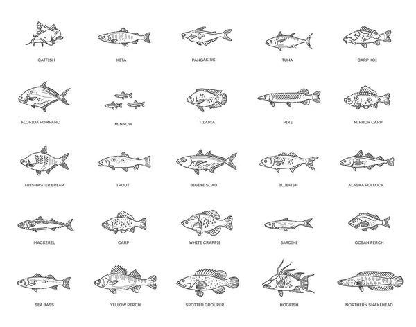 Ilustración Vectorial Diferentes Tipos Peces Colección Bocetos Pescado — Vector de stock