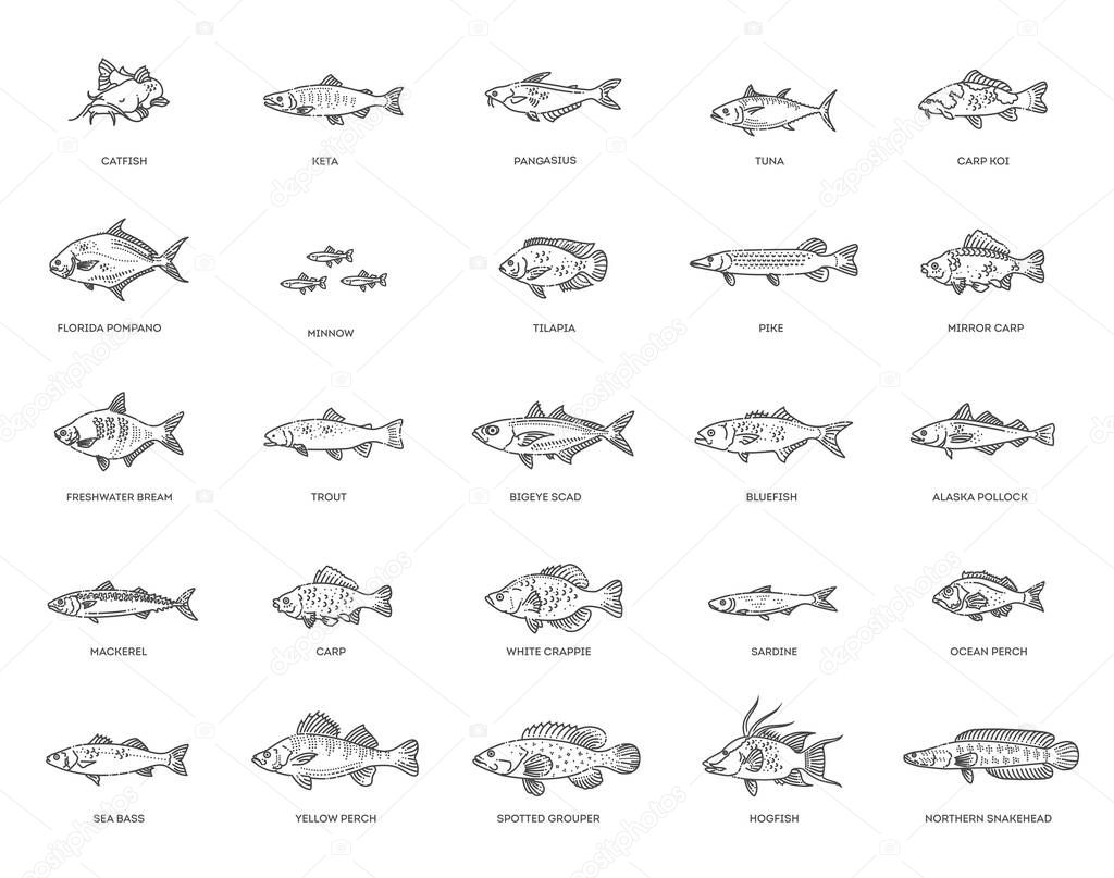 Vector illustration of different types of fish. Fish sketch collection