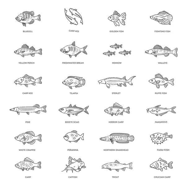 Vector Illustration Different Types Fish — Vector de stock