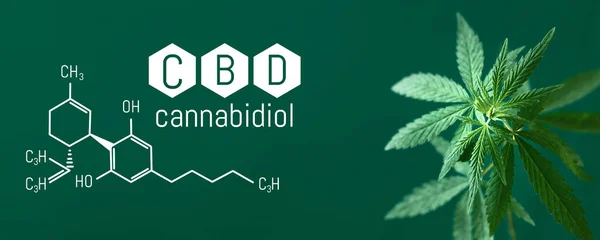 Cannabis Cbd Cannabidiol Leaf Cbd Title Formula Legal Cannabis Banner 스톡 사진