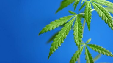 Mavi arka planda genç yeşil kenevir çalısı. CBD petrol kenevir konsepti, kenevir yağı, ilaç ürünleri. Esrar veya CBD esrarı