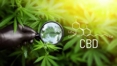 CBD formülü (cannabidiol). Tıbbi amaçlı kenevir tarlası kavramı. Kenevir bitkisi açık hava kenevir çiftliğinde yetişiyor. Esrar yaprakları