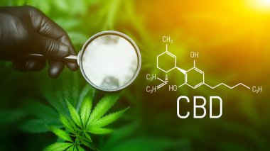 CBD kenevir kimyasal formülü (cannabidiol). Elinde büyüteç, kenevir yaprağına bakıyor açık hava kenevir tarlasında yetişen esrar bitkisine bakıyor.