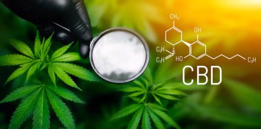 CBD kenevir kimyasal formülü (cannabidiol). Elinde büyüteç, kenevir yaprağına bakıyor açık hava kenevir tarlasında yetişen esrar bitkisine bakıyor.