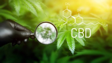 CBD kenevir kimyasal formülü (cannabidiol). Elinde büyüteç, kenevir yaprağına bakıyor açık hava kenevir tarlasında yetişen esrar bitkisine bakıyor.