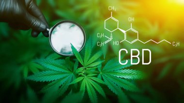 CBD kenevir kimyasal formülü (cannabidiol). Elinde büyüteç, kenevir yaprağına bakıyor açık hava kenevir tarlasında yetişen esrar bitkisine bakıyor.