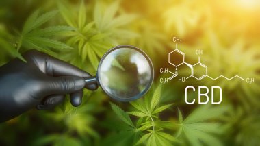 Kenevir CBD yağı, tıbbi kenevir konsepti, kenevir yaprağına bakarak büyüteç tutmak. CBD formülü (cannabidiol)