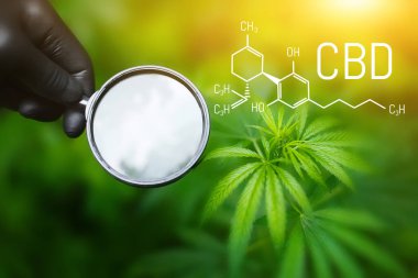 Kenevir CBD yağı, tıbbi kenevir konsepti, kenevir yaprağına bakarak büyüteç tutmak. CBD formülü (cannabidiol)