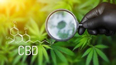 Kenevir CBD yağı, tıbbi kenevir konsepti, kenevir yaprağına bakarak büyüteç tutmak. CBD formülü (cannabidiol)