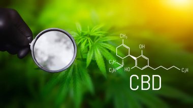 Kenevir CBD yağı, tıbbi kenevir konsepti, kenevir yaprağına bakarak büyüteç tutmak. CBD formülü (cannabidiol)