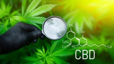 Kenevir CBD yağı, tıbbi kenevir konsepti, kenevir yaprağına bakarak büyüteç tutmak. CBD formülü (cannabidiol)