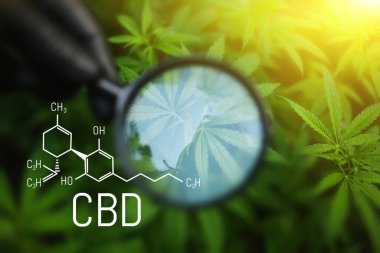 Kenevir CBD yağı, tıbbi kenevir konsepti, kenevir yaprağına bakarak büyüteç tutmak. CBD formülü (cannabidiol)
