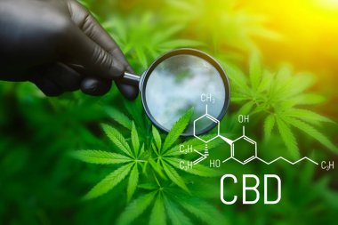 Kenevir CBD yağı, tıbbi kenevir konsepti, kenevir yaprağına bakarak büyüteç tutmak. CBD formülü (cannabidiol)