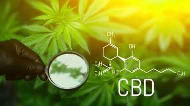 Cannabinoids ve sağlık, tıbbi marihuana, CBD elementleri kenevir. Yeşil kenevirin güzel arka planı, fotokopi alanı için. Esrar CBD yağı (esrar))