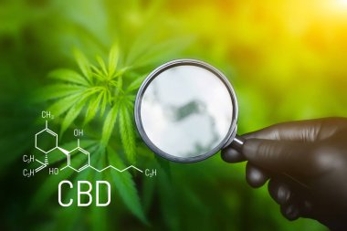 Cannabinoids ve sağlık, tıbbi marihuana, CBD elementleri kenevir. Yeşil kenevirin güzel arka planı, fotokopi alanı için. Esrar CBD yağı (esrar))