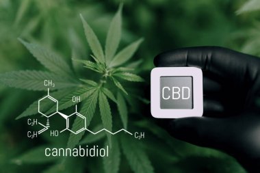 CBD Kimya Formülü. Cannabidiol veya CBD moleküler yapısal kimyasal formül. Esrarın güzel arka planı, fotokopi alanı için. Kenevir yağı, kenevir yağı, tıbbi bitki konsepti