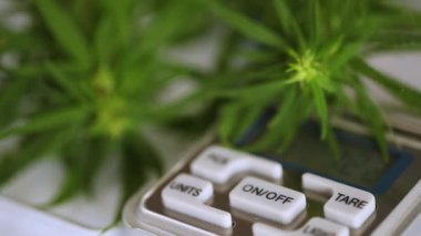 Esrar ve pullar yakın, uyuşturucu anlaşması, tartı tartısı, tıbbi esrar