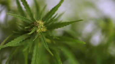 Kenevir bitkisine yakın çekim. Marihuana yetiştirmek, kenevir bitkisi yetiştirmek, tıbbi amaçlı esrar yetiştirmek, tıbbi amaçlı CBD THC tedavi etkileri