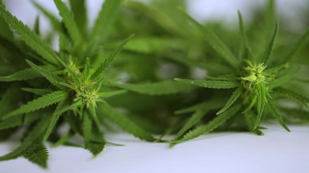 Close Cannabis Plant Growing Marijuana Hemp Ganja Herbs Plant Cannabis — Stock Video