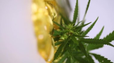 CBD yağ hapları. Yüksek CBD kenevir yağı kapsülü hapı, ağrı terapisi ve tıbbi esrar için kullanılır. Marihuana araştırması. THC yağı. Dikey video