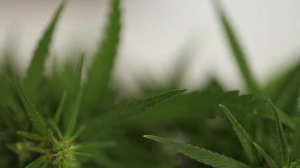 Close Planta Cannabis Cultivo Maconha Planta Ervas Ganja Cânhamo Cannabis — Vídeo de Stock