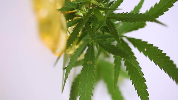 Cbd Cbd 대마초 High Cbd Cannabis 알약은 치료와 의학용 대마초로 — 비디오