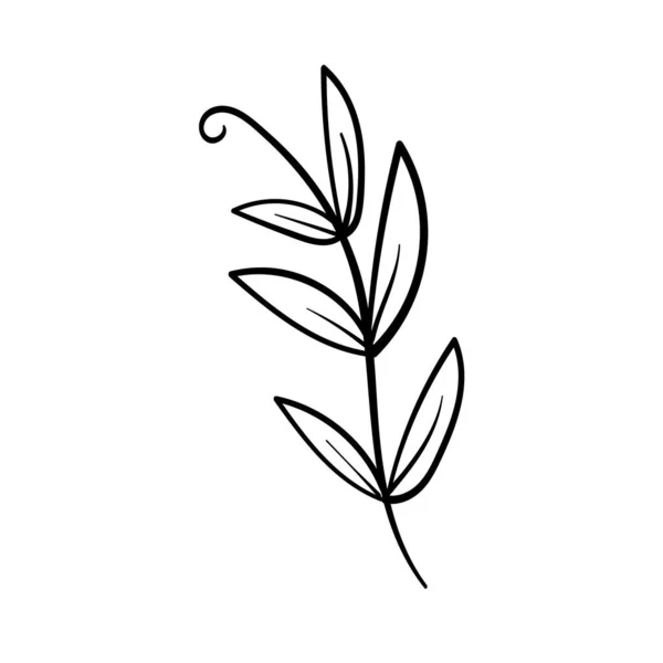 Pflanzelementkritzelei Für Rahmen Einladungen Und Weiter Handgezeichnete Illustration — Stockvektor