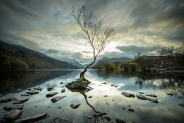 Llyn Padarn 'daki Yalnız Ağaç' ın arkasında dağlar var.