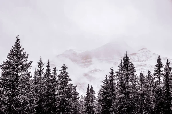 Pinhais Nas Montanhas Rochosas Canadenses Com Montanhas Nevando Atrás Preto — Fotografia de Stock