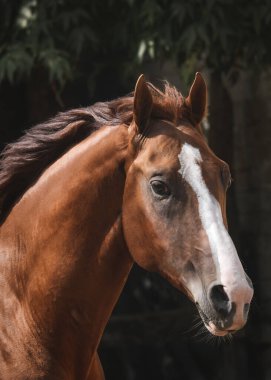 Hareket halindeki özgürlüğün güzel kırmızı aygırının portresi.