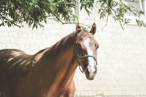 Retrato Belo Cavalo Esporte Vermelho Liberdade — Fotografia de Stock