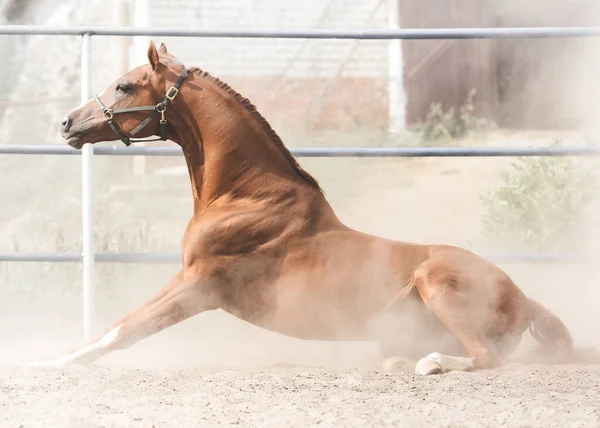 Wonderfull Gold Stallion Lies Sand Beautiful Neck — Stock Photo, Image