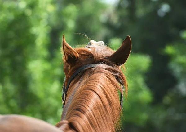 Emoções Cavalo Cavalo Vermelho Engraçado Vista Para Trás — Fotografia de Stock