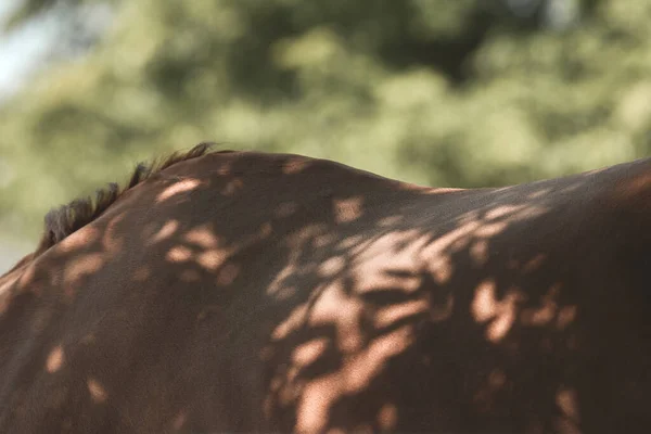 Detalhes Cavalo Pescoço Crina Cavalo Vermelho Sombra Das Árvores — Fotografia de Stock