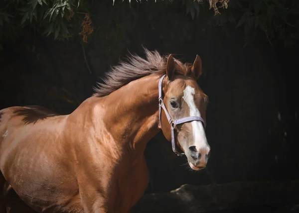 Retrato Belo Cavalo Esporte Vermelho Liberdade Movimento — Fotografia de Stock