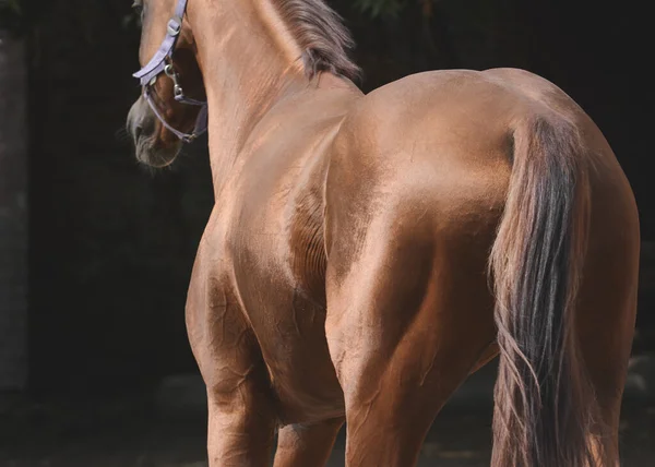 黒の背景に赤い馬のスポーツ馬の後ろ — ストック写真