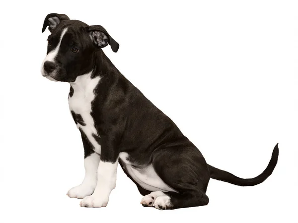 Cucciolo Bianco Nero American Staffordshire Terrier Isolato Seduto Sfondo Bianco — Foto Stock