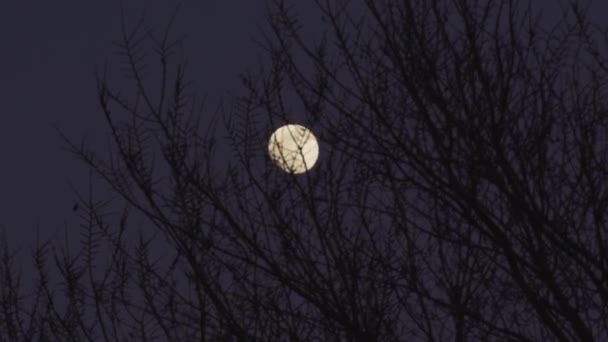 枝を揺らす裸の木の後ろに輝く明るい月 ほぼ満月の夜の景色 — ストック動画