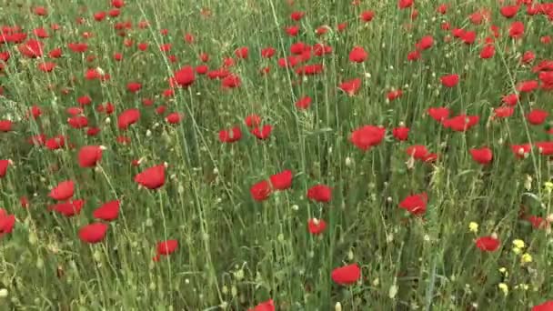 Poppy Field Green Vegetation Background Day Low Angle Red Poppies — Vídeo de Stock