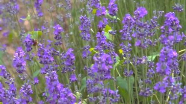 Eflatun renkli lavanta tarlası manzarası. Yunanistan 'ın Chalkidiki kentindeki tarım arazisinde Lavandula çiçeklerinin mor çalılar ve arılarla açtığı gündüz manzarası.