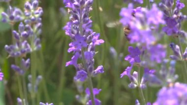 Eflatun renkli lavanta tarlası manzarası. Yunanistan 'ın Chalkidiki kentindeki tarımsal bir arazide Lavandula çiçeklerinin mor çalılar ve arılarla açtığı gündüz manzarası.