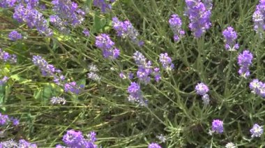 Eflatun renkli lavanta tarlası manzarası. Yunanistan 'ın Chalkidiki kentindeki tarımsal bir arazide Lavandula çiçeklerinin mor çalılar ve arılarla açtığı gündüz manzarası.