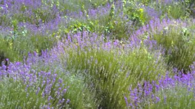 Eflatun renkli lavanta tarlası manzarası. Yunanistan 'ın Chalkidiki kentindeki bir tarım arazisinde Lavandula çiçeklerinin mor çalılarla açtığı gündüz manzarası.