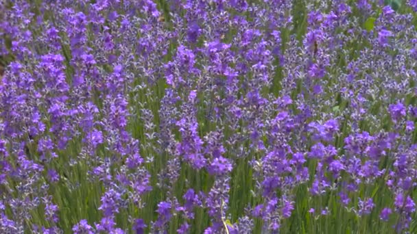 Lawendowy Krajobraz Pola Kolorami Magenta Widok Dnia Kwitnących Kwiatów Lavandula — Wideo stockowe