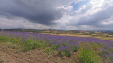 Gökyüzüne karşı eflatun renkli lavanta tarlası manzarası. Yunanistan 'ın Chalkidiki kentindeki bir tarımsal arazide, mor çalılarla çiçek açan Lavandula çiçeklerine giden POV' un gündüz görünümü.