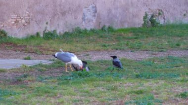 Big seagull with red bloody beak eats a dead bird on a green city park area in Rome, Italy.
