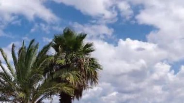 Day time lapse of blue sky with fast moving clouds behind palm tropical trees.