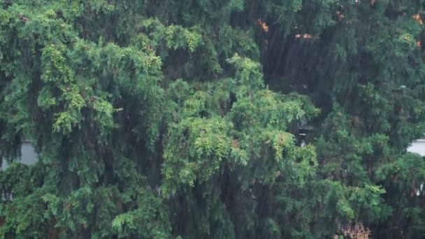 風に揺れる緑の葉と枝を持つ大きな木に落ちる悪天候大雨 — ストック動画