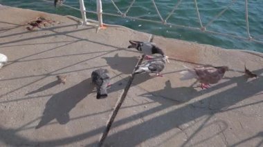 Ekmek kırıntılarıyla küçük ve büyük kuşları besliyorlar, denizin yanındaki çimento asfaltta..